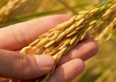Global warming and Japanese farming