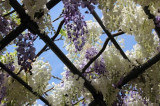 Kawachi Wisteria Garden