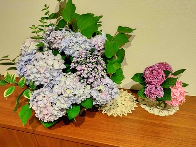 Colorful hydrangeas blooming in a garden during the rainy season.