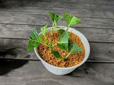 Hydrangea cuttings growing in a flowerpot.