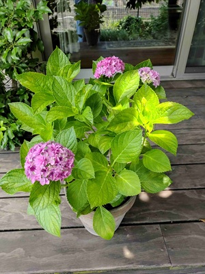 Colorful hydrangeas blooming in a garden during the rainy season.