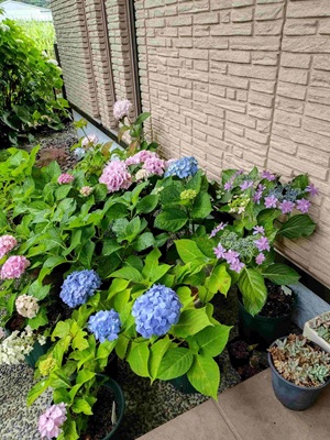 Pastel hydrangeas arranged beautifully in a Japanese home.