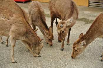 Nara park deer